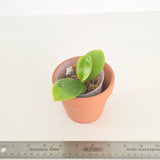 Phal. YangYang Blue Baby x Penang Jewel