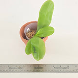 Phal. Lioulin Blue Peacock x Penang Jewel (3744)