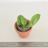 Phal. LL Blue Spots x Penang Jewel