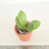 Phal. Mituo Green Dream x Lioulin Green Eagle