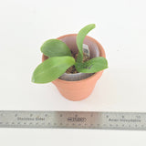 Phal. LL Blue Jaguar x Penang Jewel