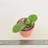 Phal. LL Blue Wave x LL Blue Owl