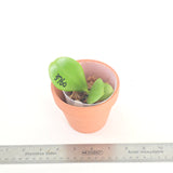 Phal. LL Blue Lily x Penang Jewel