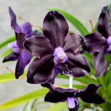 Vanda Motes Interstellar