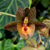 Catasetum Carmenbaranda Panama 'MOC3'