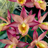 Mormodia Jumbo Doll 'Manu's Orchids'