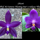 Phal. KS Samera 'Shooting Star' x violacea 'Thick'