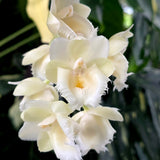 Clo. White Magic 'MOC1'