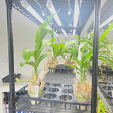 (LOCAL PICKUP ONLY) 48" T10 Professional LED Grow Light Tube (30W) - Single tubes