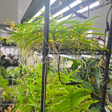 (LOCAL PICKUP ONLY) 48" T10 Professional LED Grow Light Tube (30W) - Single tubes