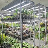 (LOCAL PICKUP ONLY) 48" T10 Professional LED Grow Light Tube (30W) - Single tubes