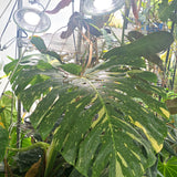 E26 Professional LED Grow Bulb (12W)