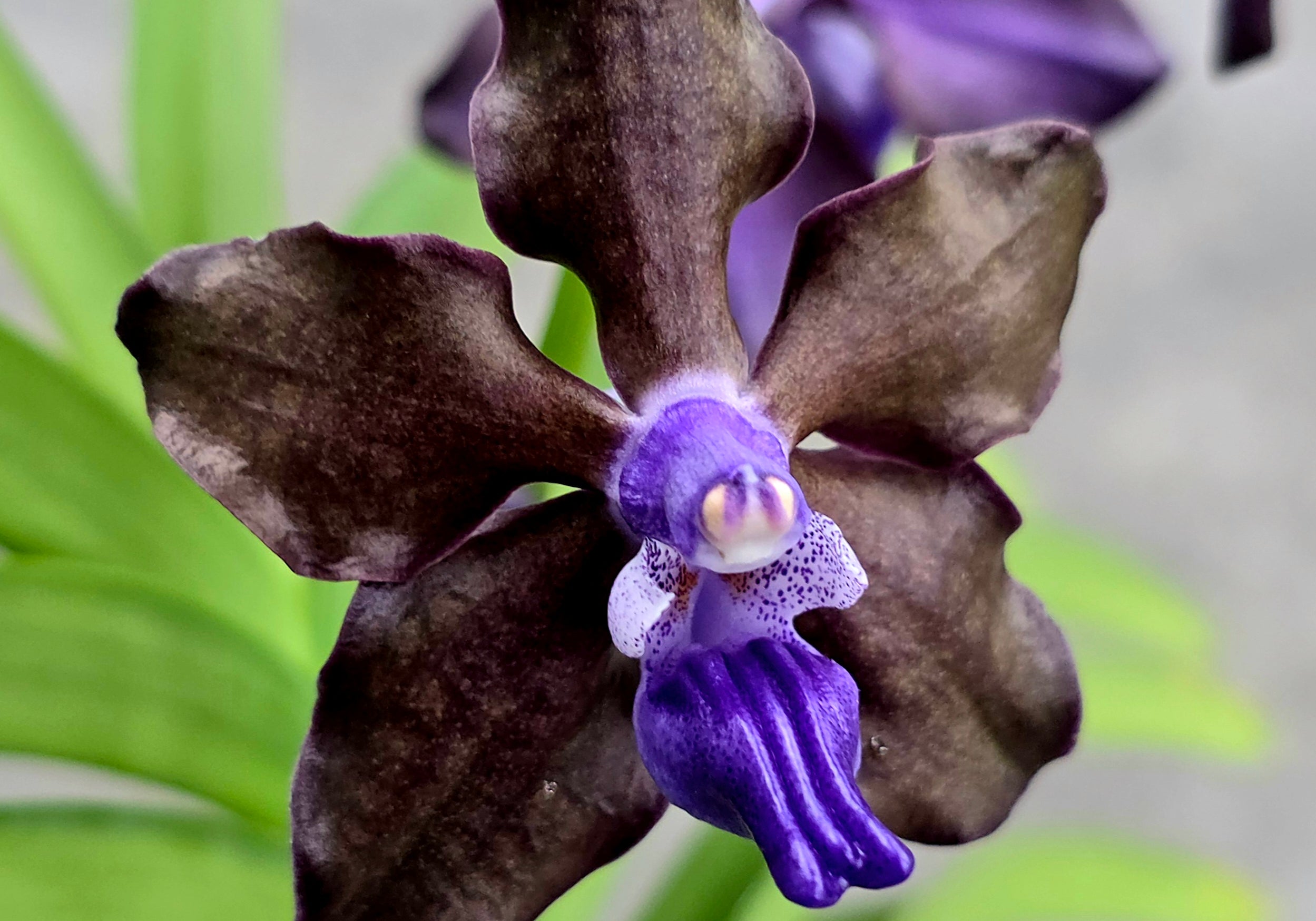 Vanda Motes Purple Rain