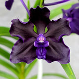 Vanda Motes Interstellar