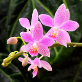 Phalaenopsis Bernice Maskin (Phal. gigantea x equestris)