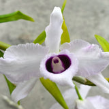 Dendrobium anosmum f. coerulea