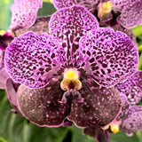 Vanda Bitz's Heartthrob x Kasem Delight