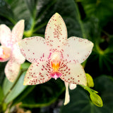 Phal. Brother Prince 'Hai Tony'