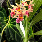 Catasandra Greendent 'MOC1'