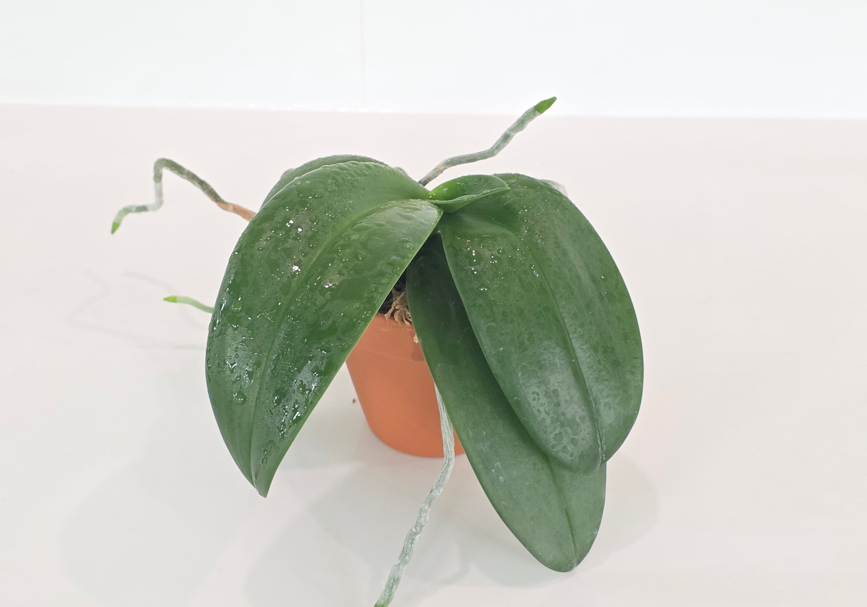Phalaenopsis Bernice Maskin (Phal. gigantea x equestris)
