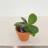 Phal. Mituo Reflex Dragon’ Blue#2’ x Mori Four Seasons