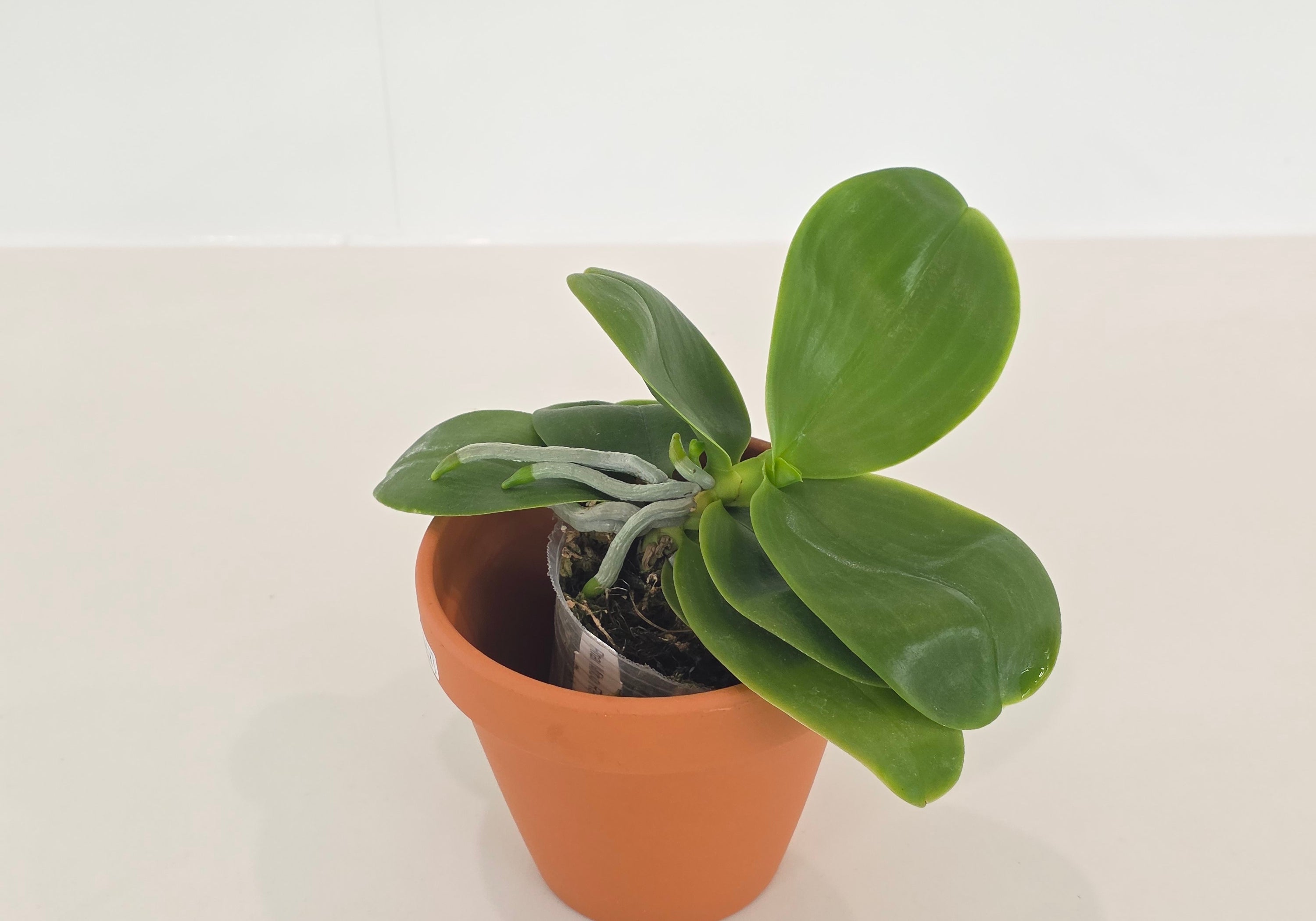 Phal. Mituo Reflex Dragon’ Blue#2’ x Mori Four Seasons