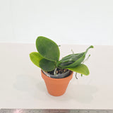 Phal. Miro Green Dream x KS Happy Eagle