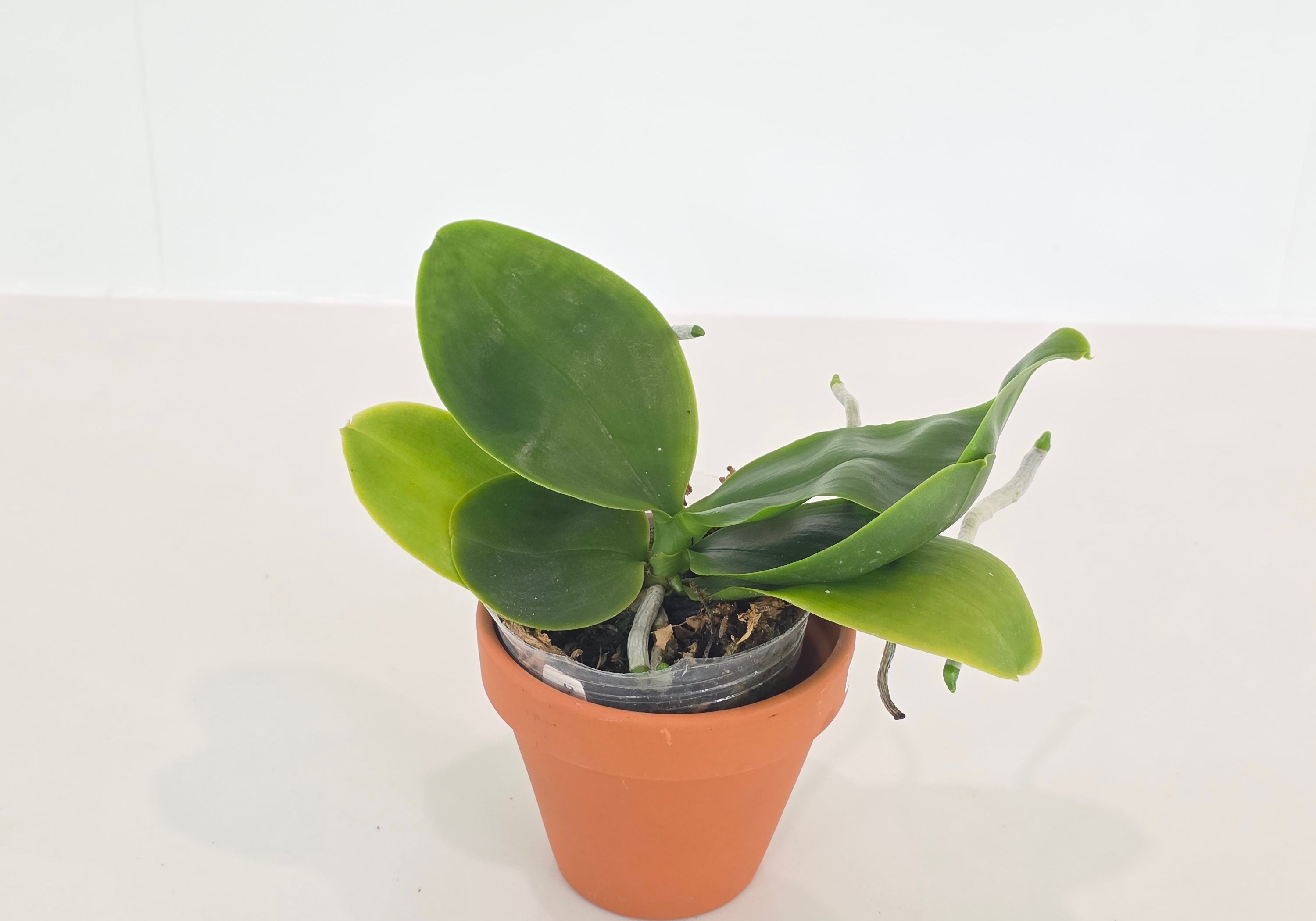 Phal. Miro Green Dream x KS Happy Eagle