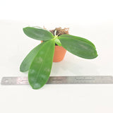 Phal. Mituo Reflex Dragon 'Blue-2' x Penang Jewel