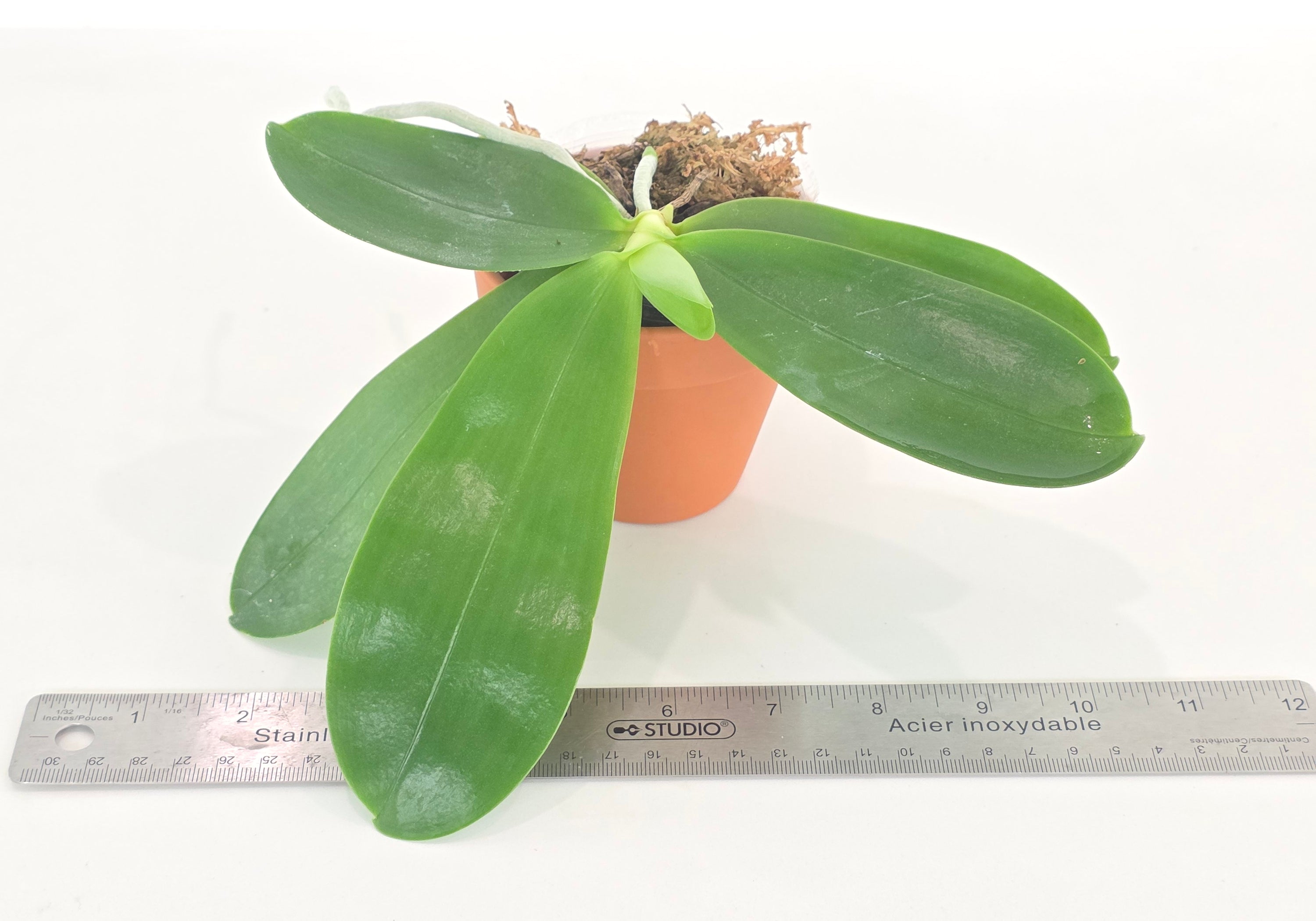 Phal. Mituo Reflex Dragon 'Blue-2' x Penang Jewel