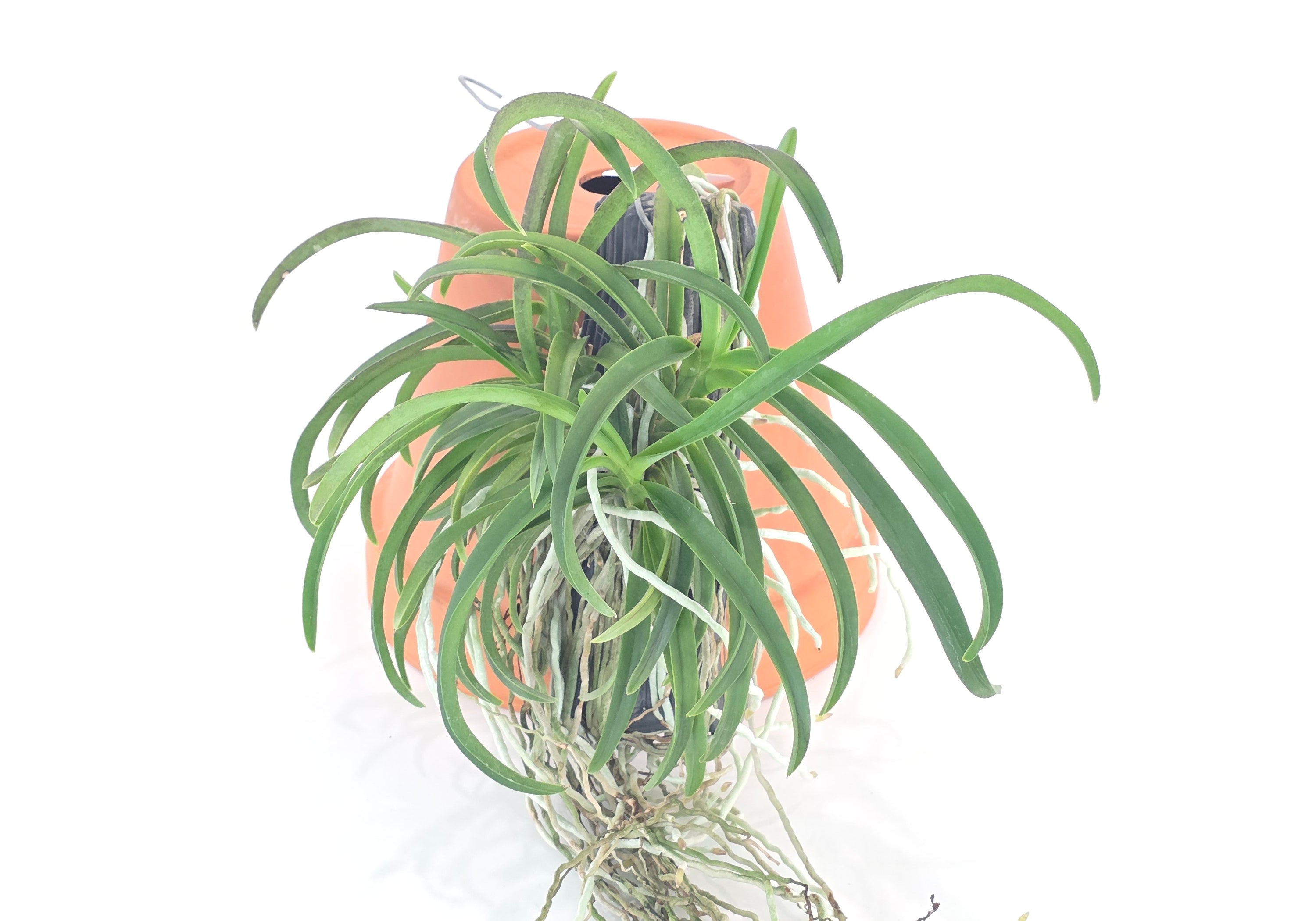 Vanda Charm ‘Blue Star’