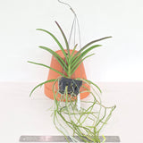 Paraphalaenopsis serpentilingua x Vanda coerulea