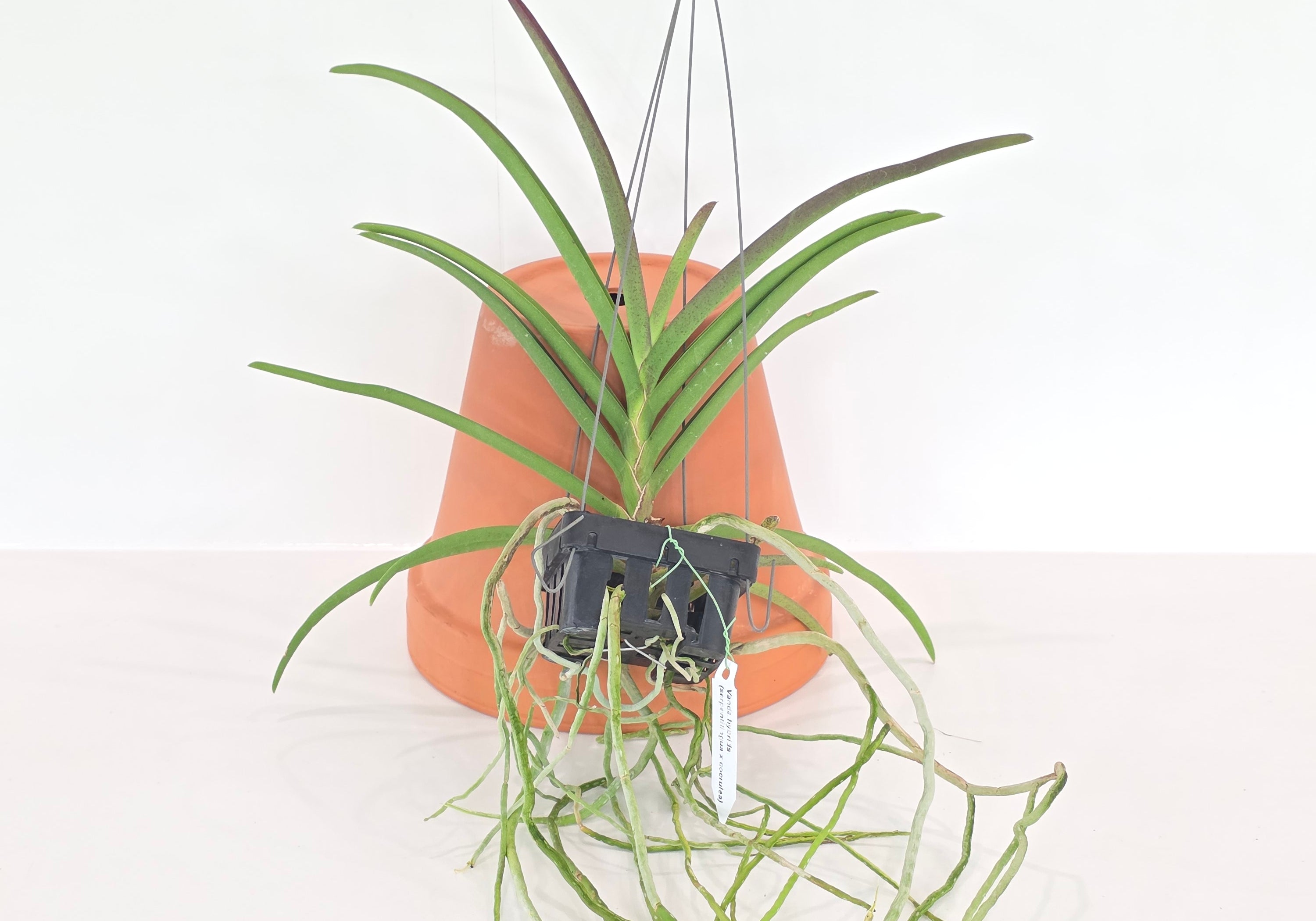 Paraphalaenopsis serpentilingua x Vanda coerulea