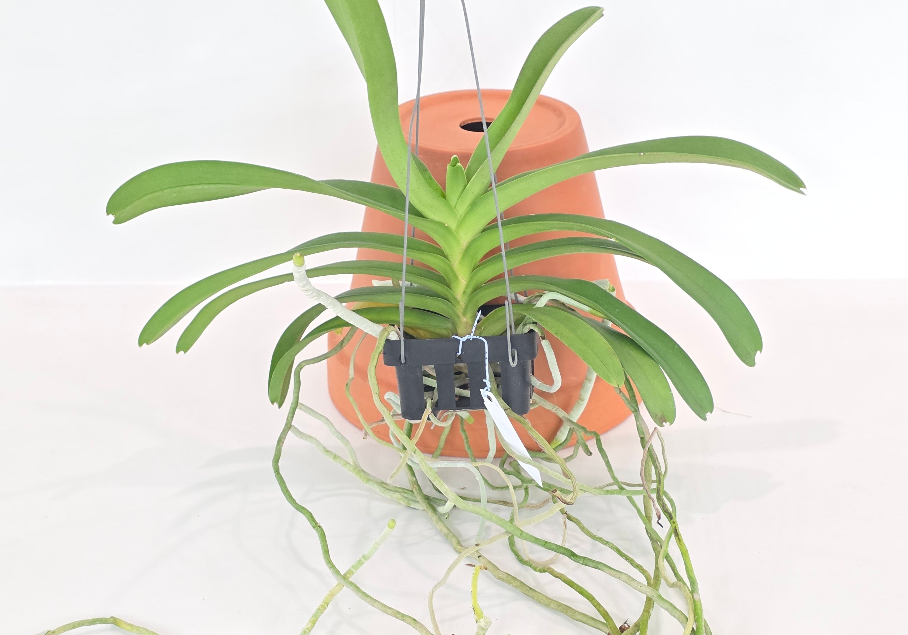 Vanda Kouishiro Ikai