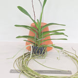 Aeridovanda Jairak Scented