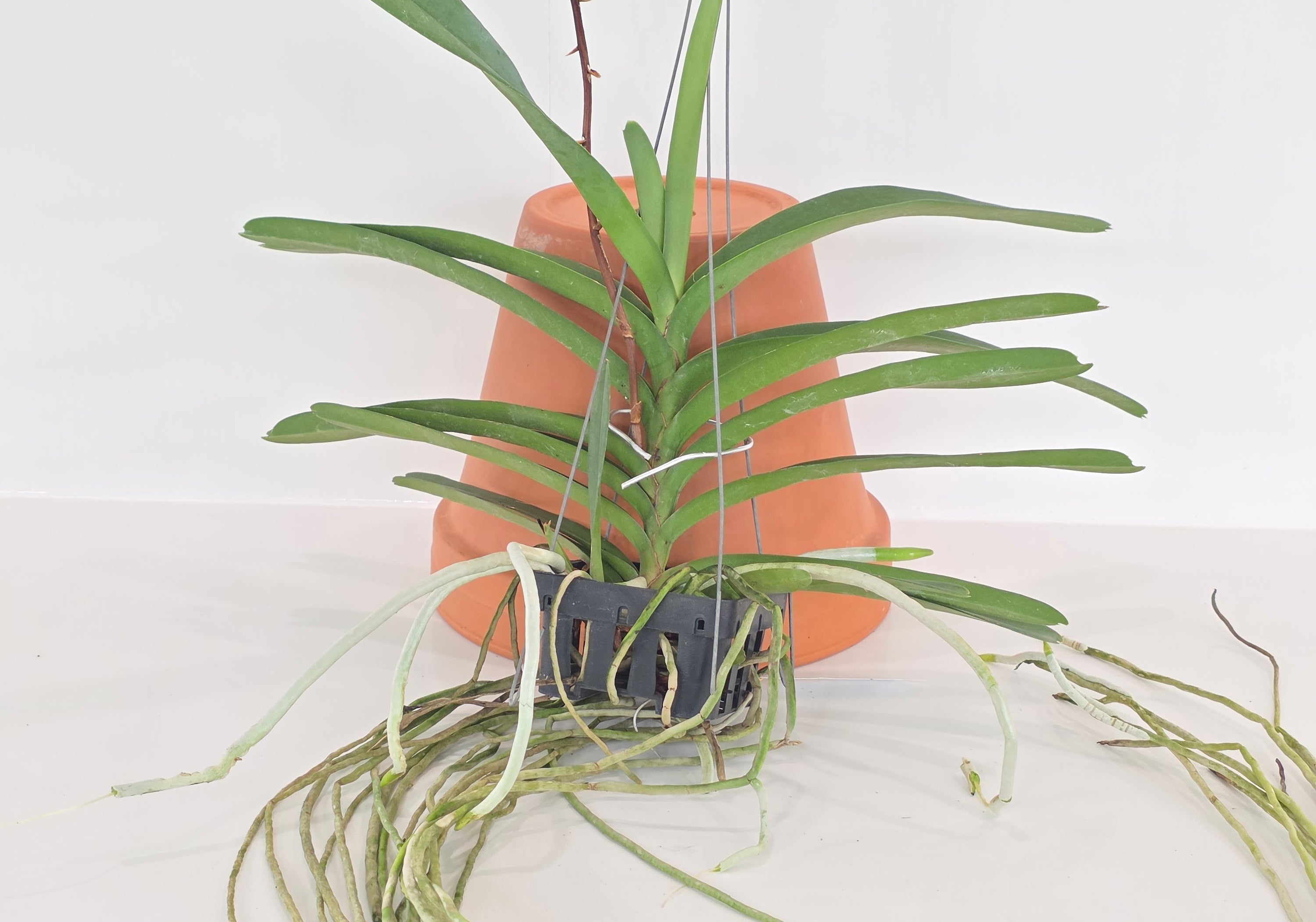 Aeridovanda Jairak Scented