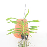 Vanda denisoniana x bensonii