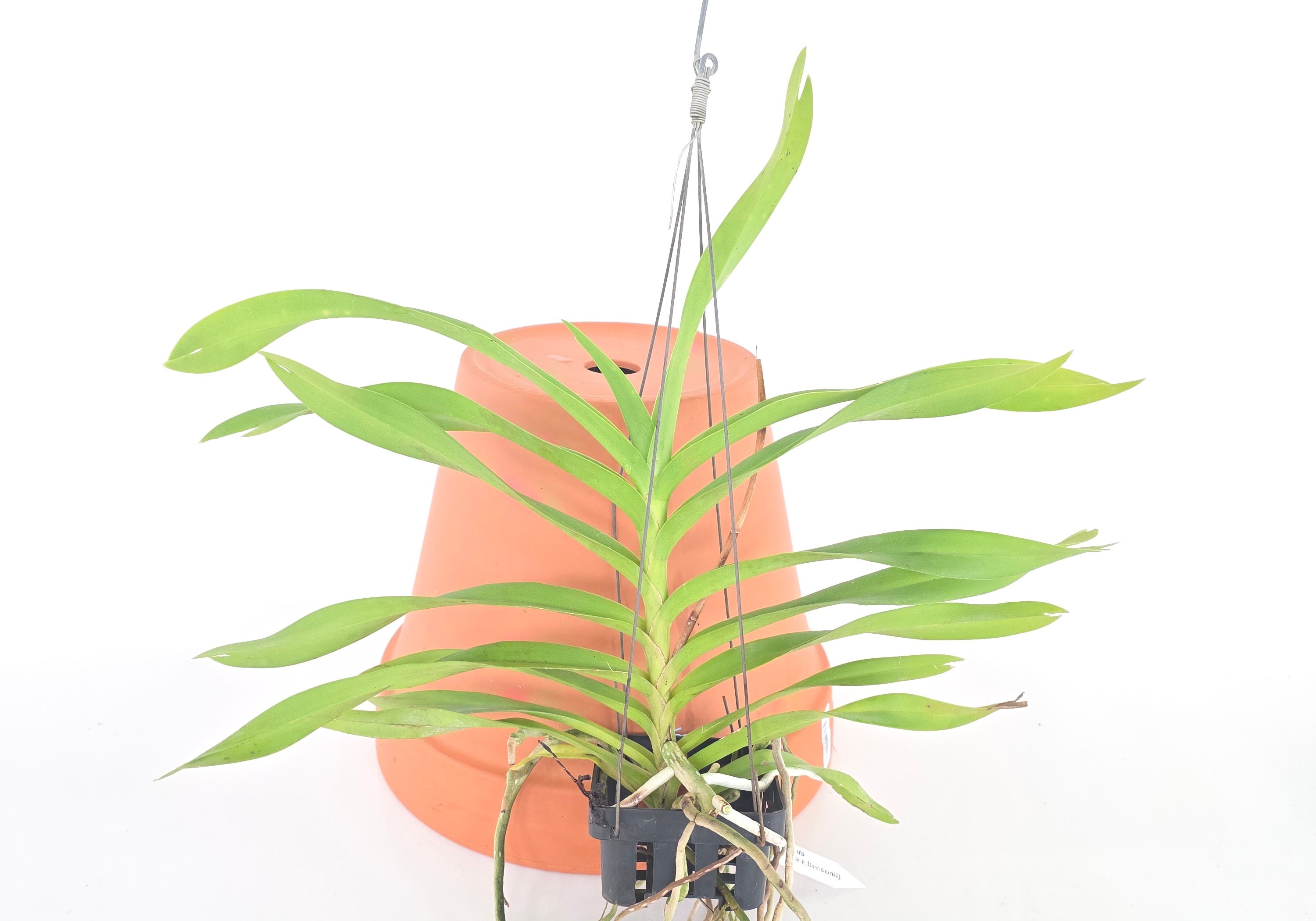 Vanda denisoniana x bensonii