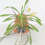 Vanda hebraica x Jairak Thai Green