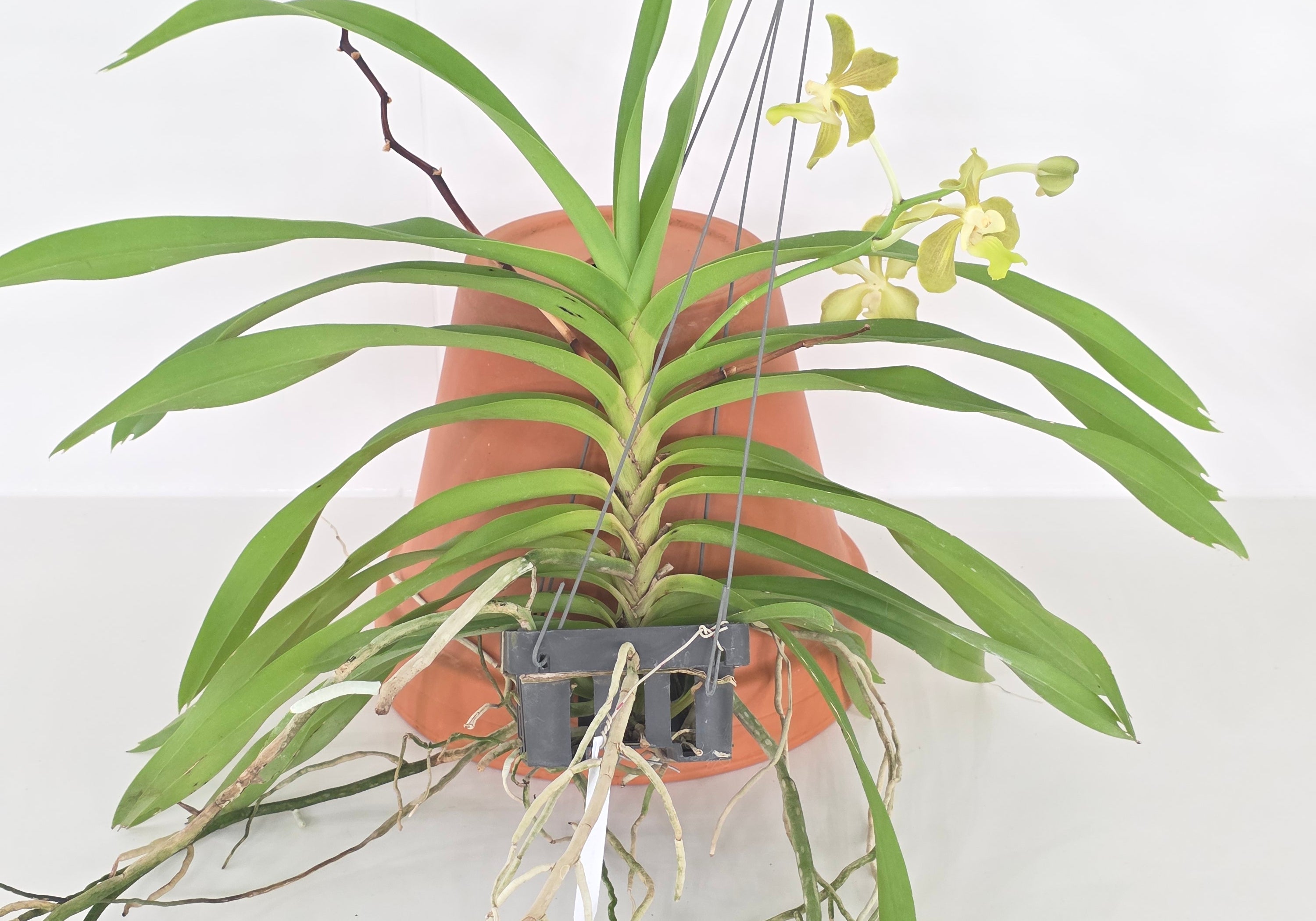 Vanda hebraica x Jairak Thai Green