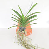 Vanda Docter Anek x Mimi Palmer