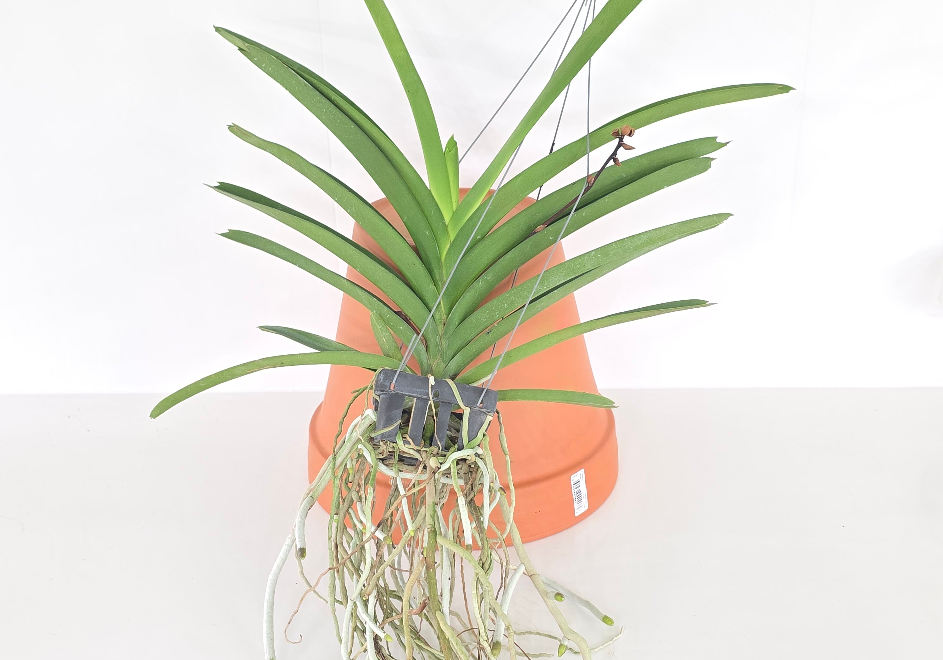 Vanda Docter Anek x Mimi Palmer