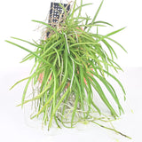 Ascocentrum curvifolium - MATURE plants