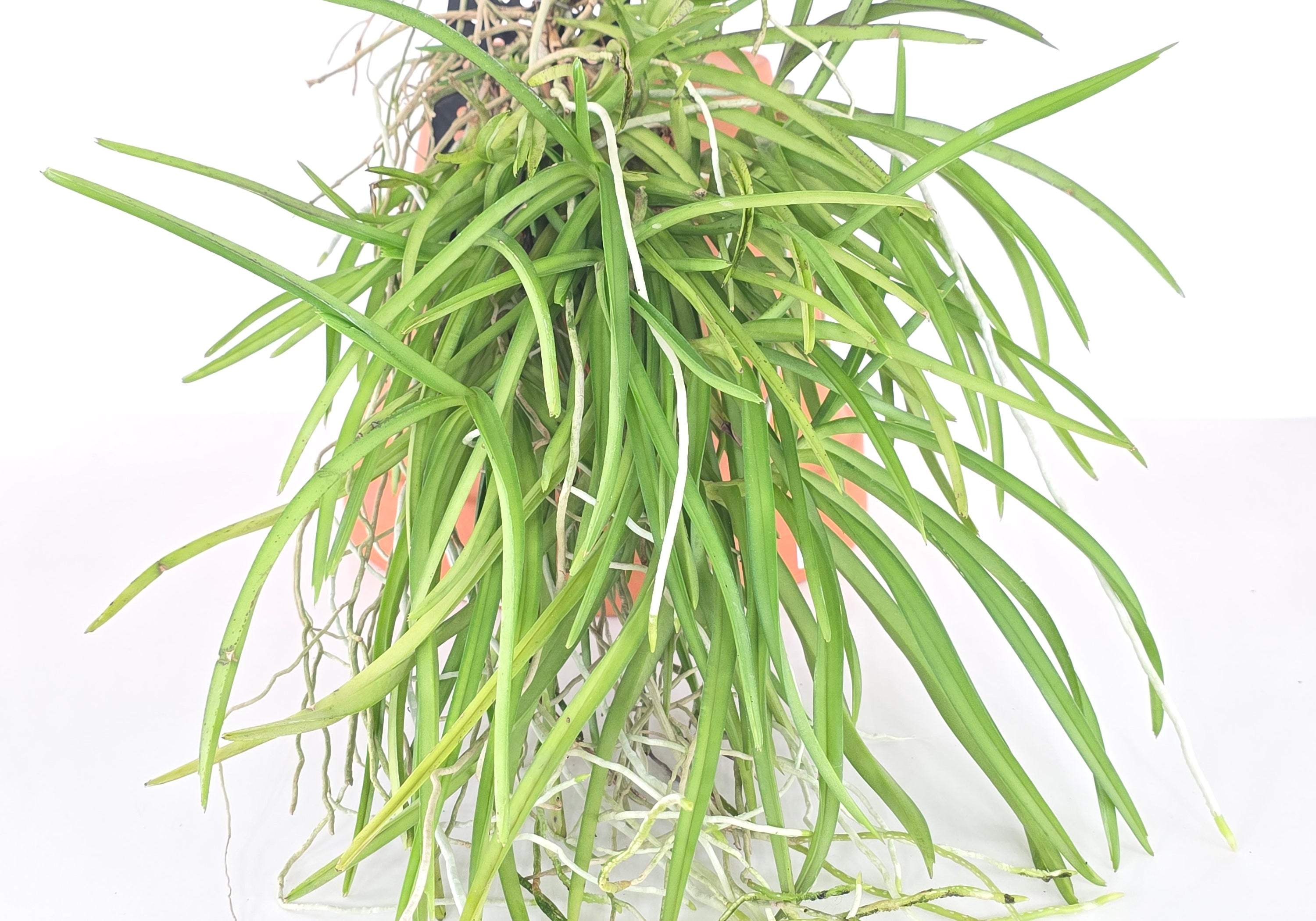 Ascocentrum curvifolium - MATURE plants