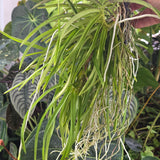 Ascocentrum curvifolium - MATURE plants