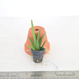 Tolumnia Jairak Flyer 'Golden Bag'