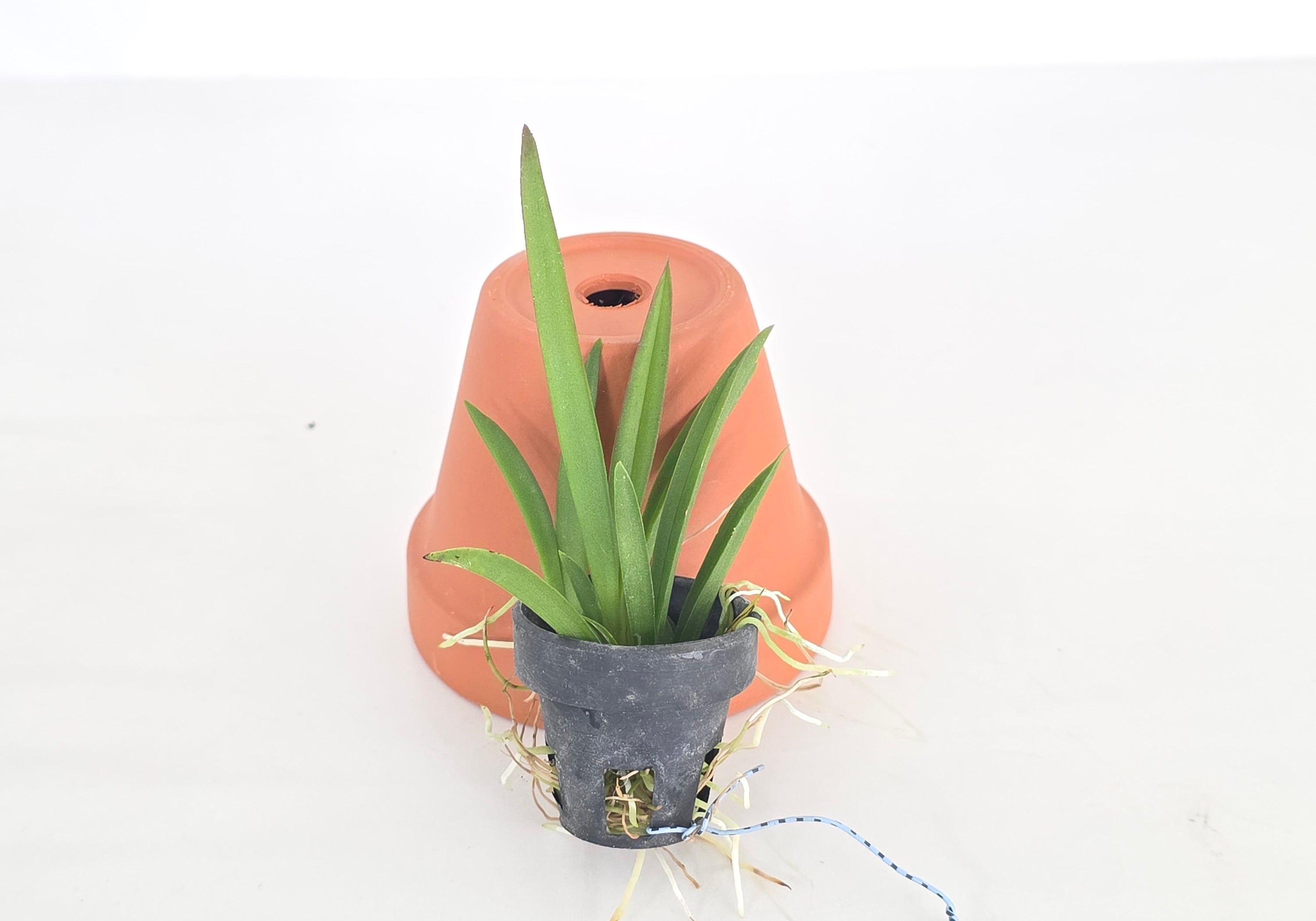 Tolumnia Jairak Flyer 'Golden Bag'