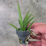 Tolumnia Jairak Flyer 'Golden Bag'