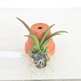 Tolumnia Jairak Firm 'Pink butterfly'