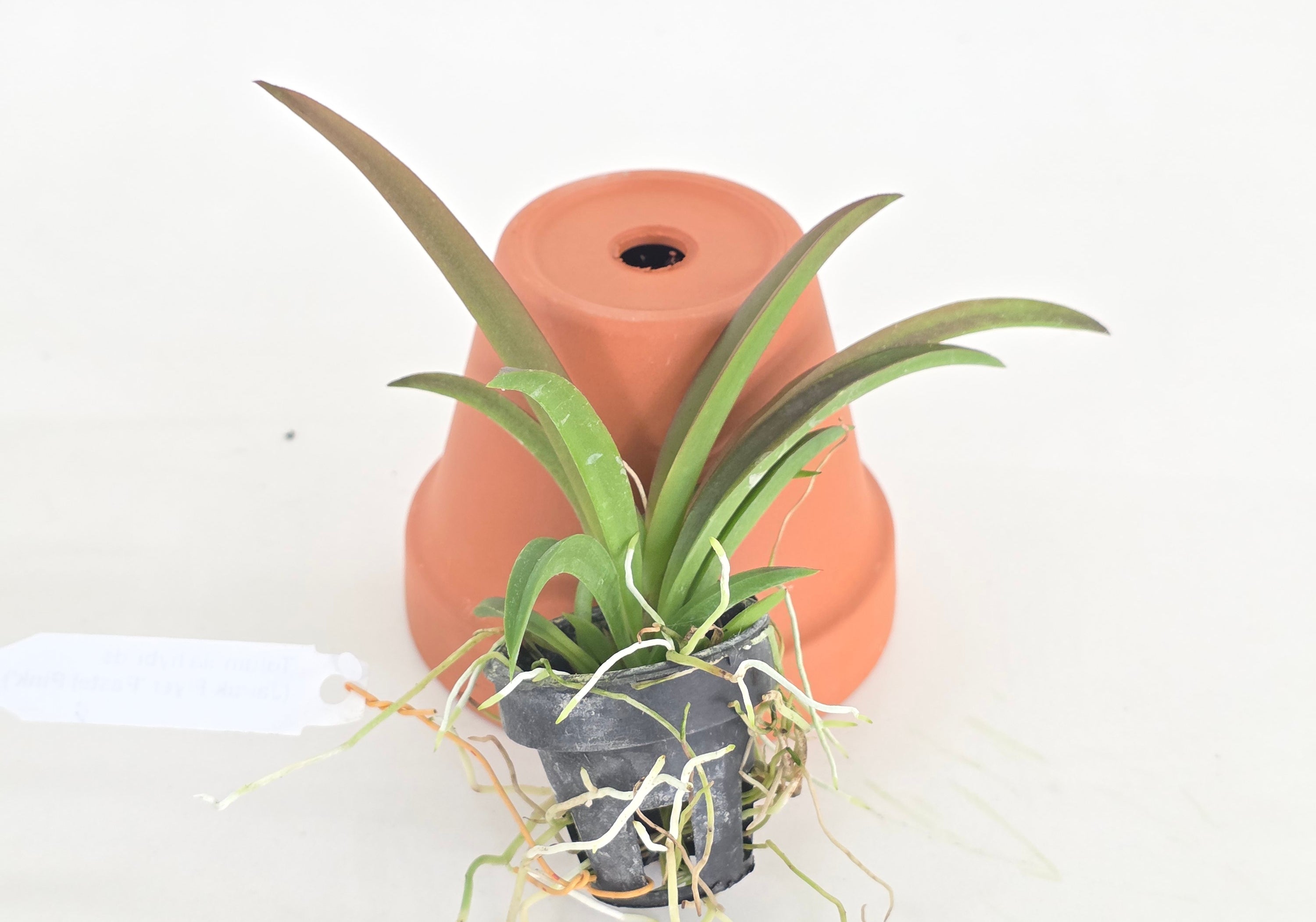 Tolumnia Jairak Firm 'Pink butterfly'